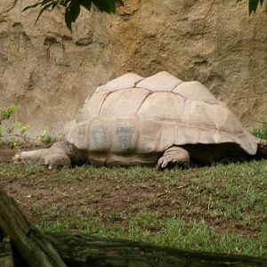 Aldabra giant tortoise