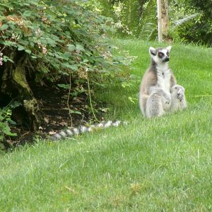 Ring-tailed lemur