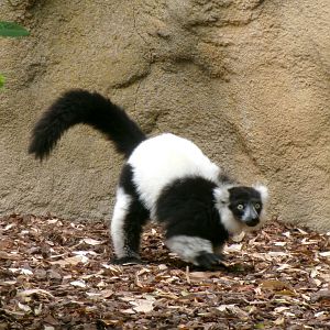 Black-and-white ruffed lemur