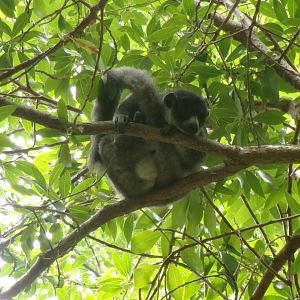 Mongoose lemur