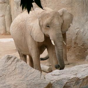 African bush elephants