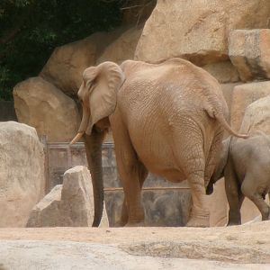 African bush elephants