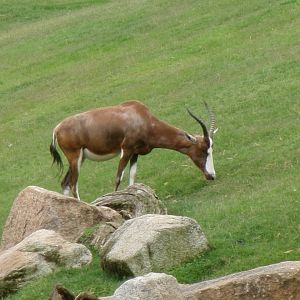 Blesbok