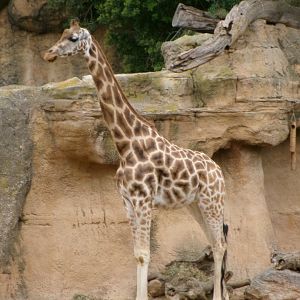 Rothschild's giraffe