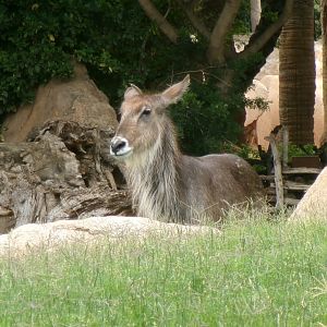 Common waterbuck