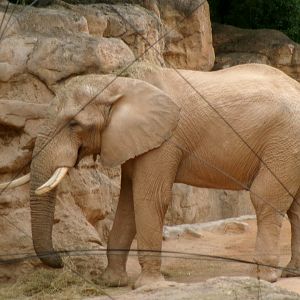 African bush elephant