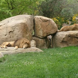 Southwest African lions