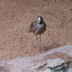 Wattled lapwing