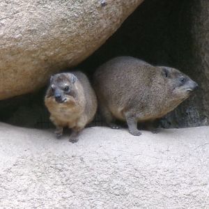 Cape hyraxes