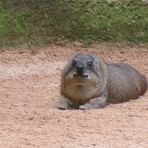 Cape hyrax