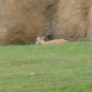 Thomson's gazelle
