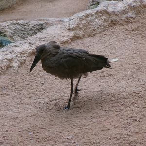 Hamerkop