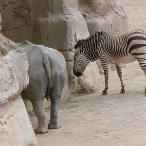 Montain zebra and white rhinoceros