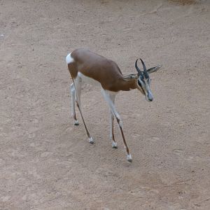 Mhorr gazelle