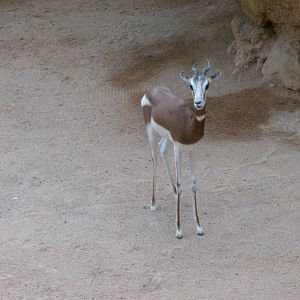 Mhorr gazelle