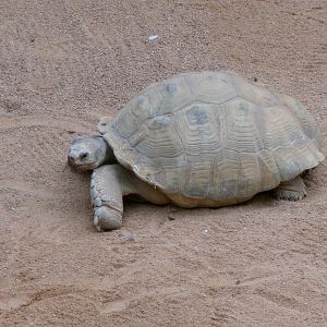 African spurred tortoise
