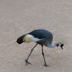 Eastern grey crowned crane