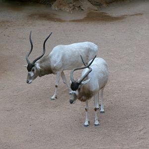Addax