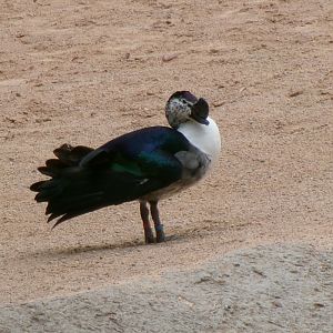 African comb duck