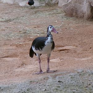 Northern Spur-winged Goose