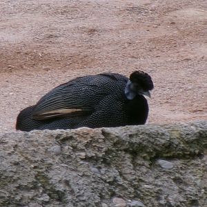 Eastern crested guineafowl