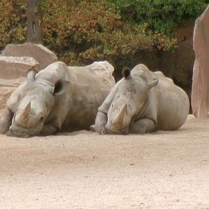 Southern white rhinos