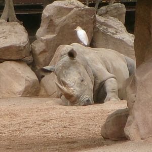 Southern white rhino