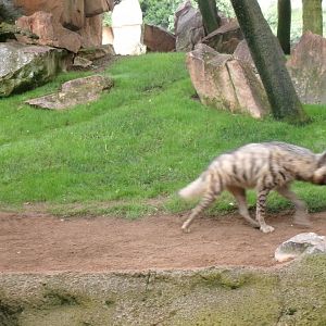 Striped hyena
