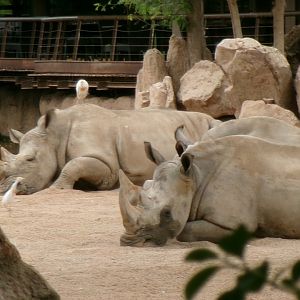 Southern white rhinos