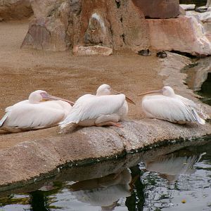 Great white pelicans