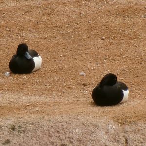 Tufted ducks