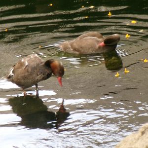 Red-crested pochards