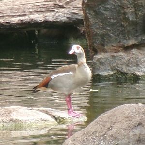 Egyptian goose