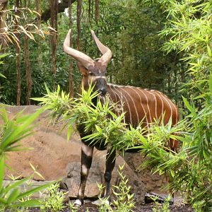 Eastern bongo
