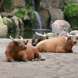 African forest buffaloes