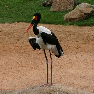 Saddlebill stork