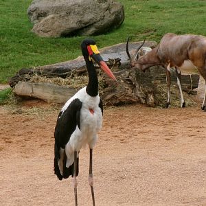 Saddlebill stork and blesbok