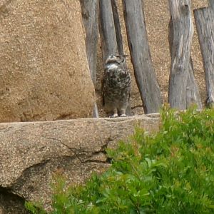 African Spotted Eagle-owl