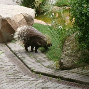 Cape porcupine