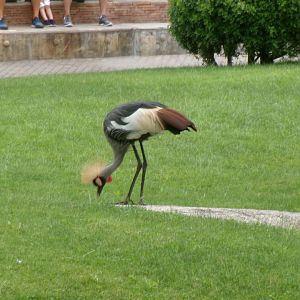 Eastern grey crowned crane