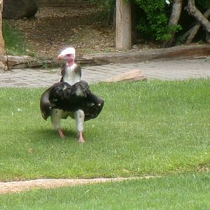 White-headed vulture