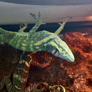 The Gecko Gallery - Blue Beauty Knight Anole (Anolis equestris potior)