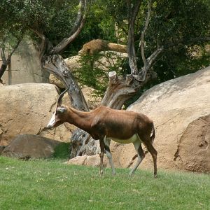 Blesbok