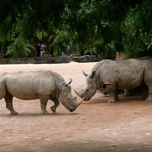 Southern white rhinos