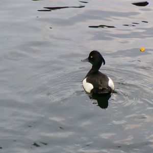 Tufted duck
