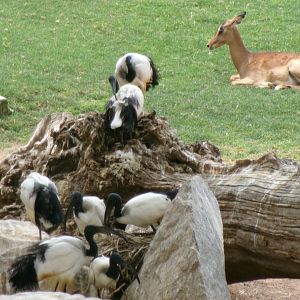 Ibis and impala