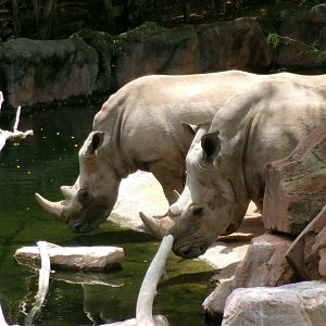 Southern white rhinos
