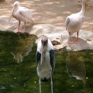 Marabou and great white pelicans