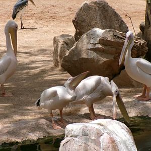 Great white pelicans