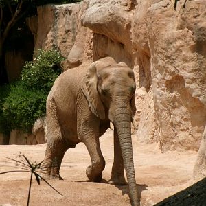 African bush elephant